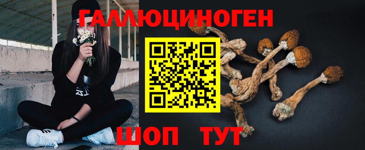 Тавда  Псилоцибиновые грибы Psilocybine cubensis  Вход с VPN  Псилоцибиновые грибы GOLDEN TEACHER 